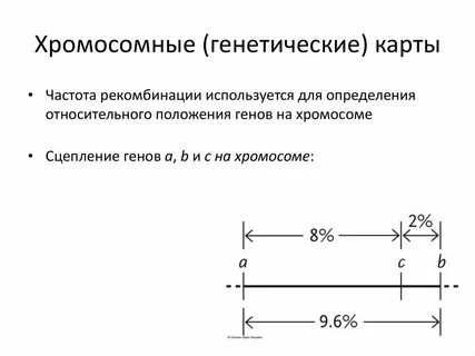 Принципы построения генетических карт хромосом