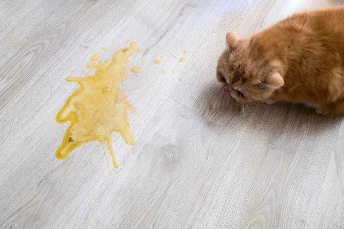 Кот рыгнул желтой жидкостью. Собака вырвало жидкостью
