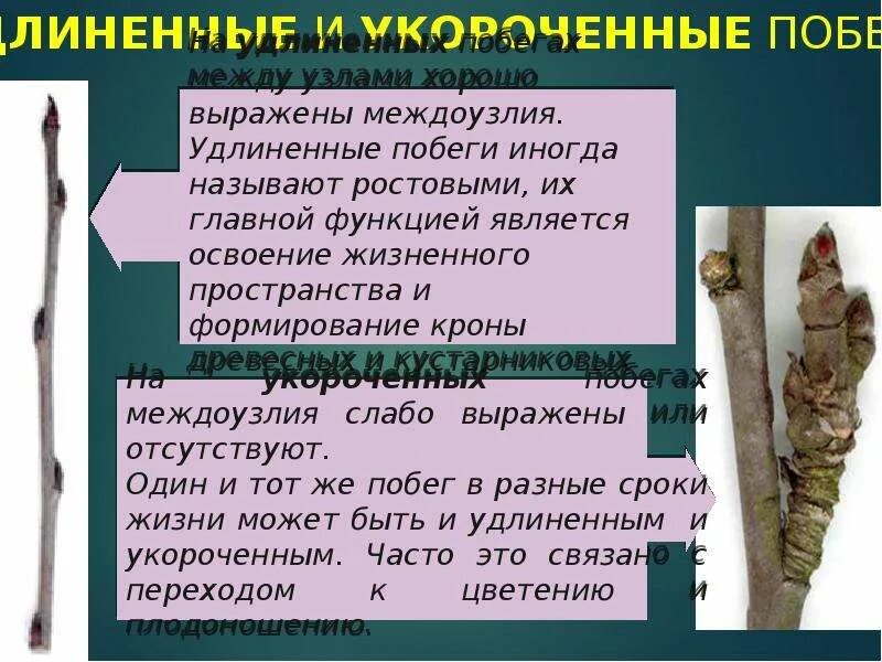 Укороченные побеги примеры растений Побег урок. Биология, 7 класс.