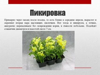 Львиный зев после пикировки