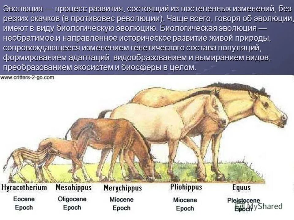 Пример процесса развития у животных. Процесс эволюции. эволюция это необратимый процесс. процесс эволюции животных. изменение видов животных.
