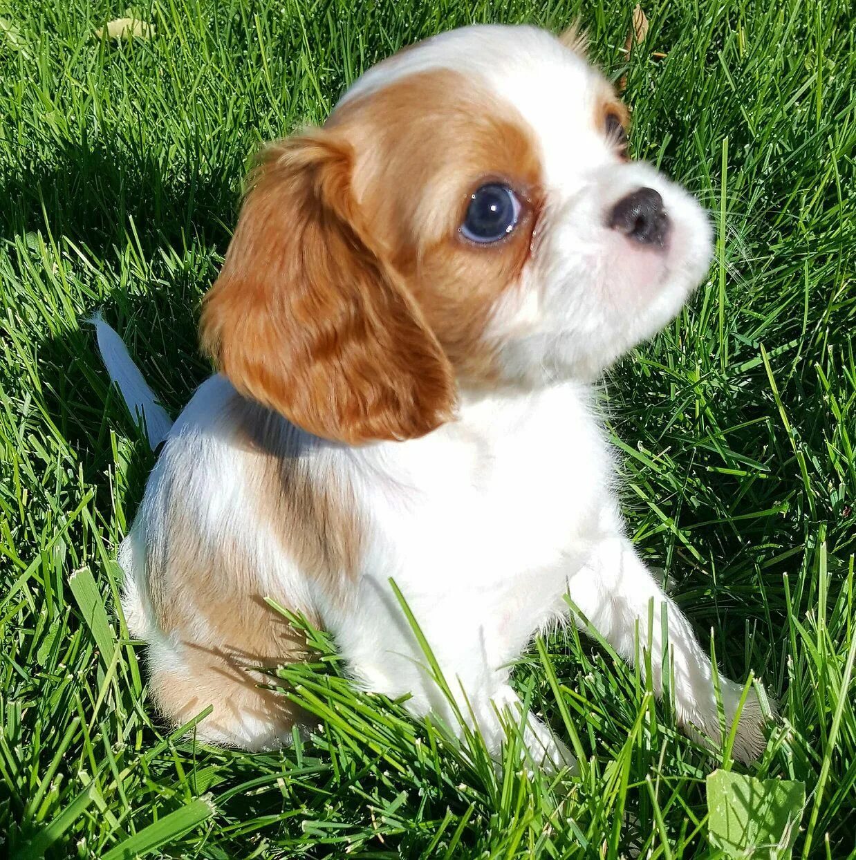 Pin on King Charles Cavaliers Cute puppies, Cavalier king charles dog, Cute dogs
