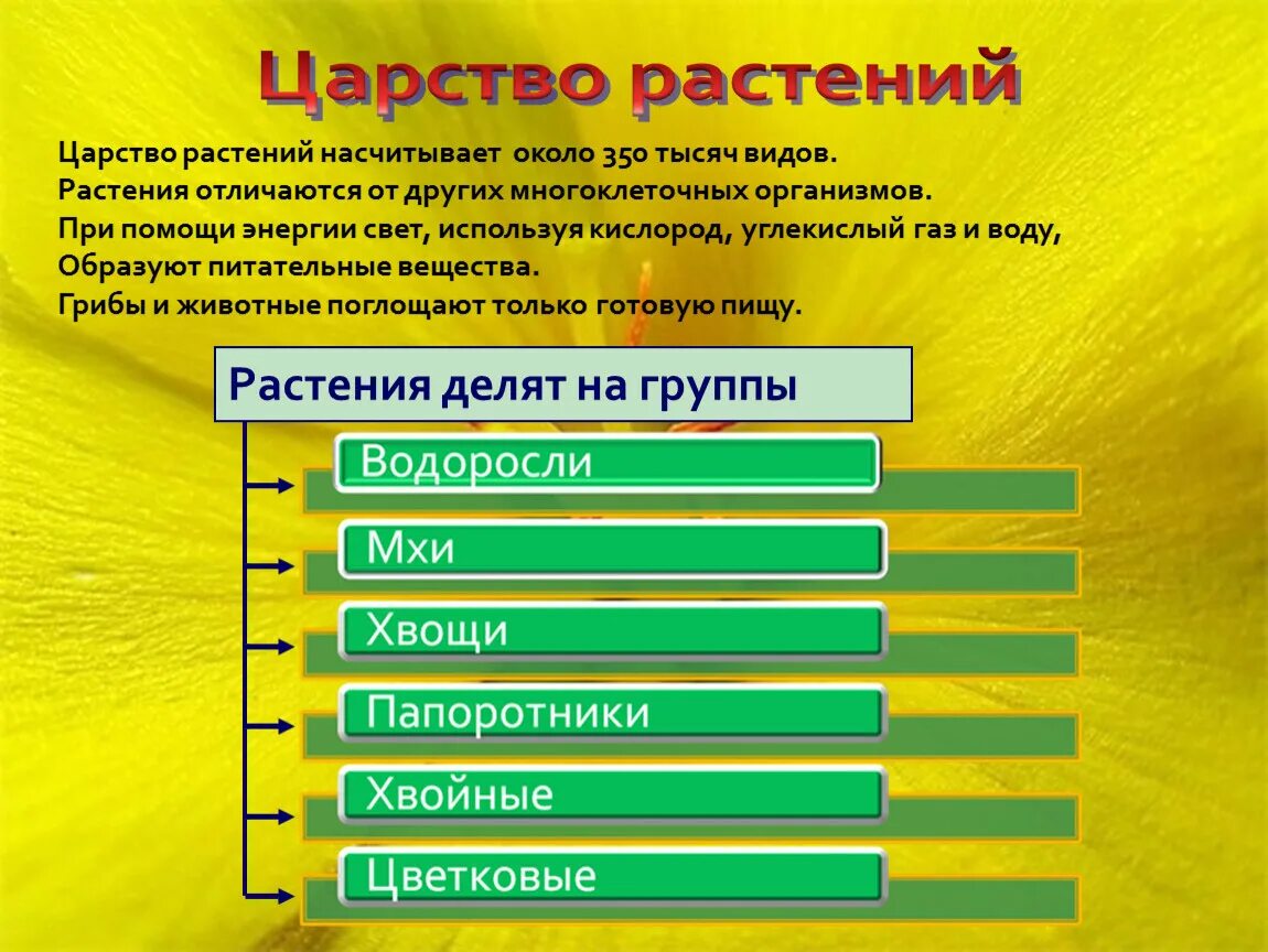 Основные группы царства. Общая характеристика царства растений. Царство растений делится на. Царство растений презентация. Общая характеристика растительного царства.