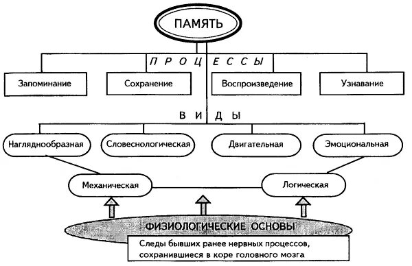 Процесс памяти который отражает способность точно. Физиологические основы памяти в психологии. процессы памяти в психологии схема. структурно логическая схема памяти. физиологические механизмы памяти физиология.