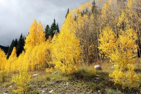 Желтеющий лес