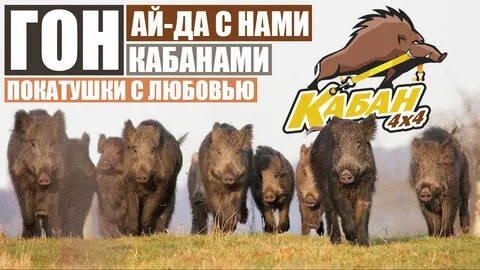 Кабан 4