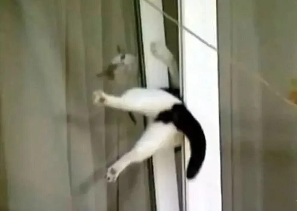 Кот открывает окно. Кот застрял. Кошка на окне. Кот открывает форточку. Кошка застряла в окне.