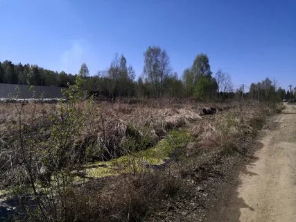 Красный адуй