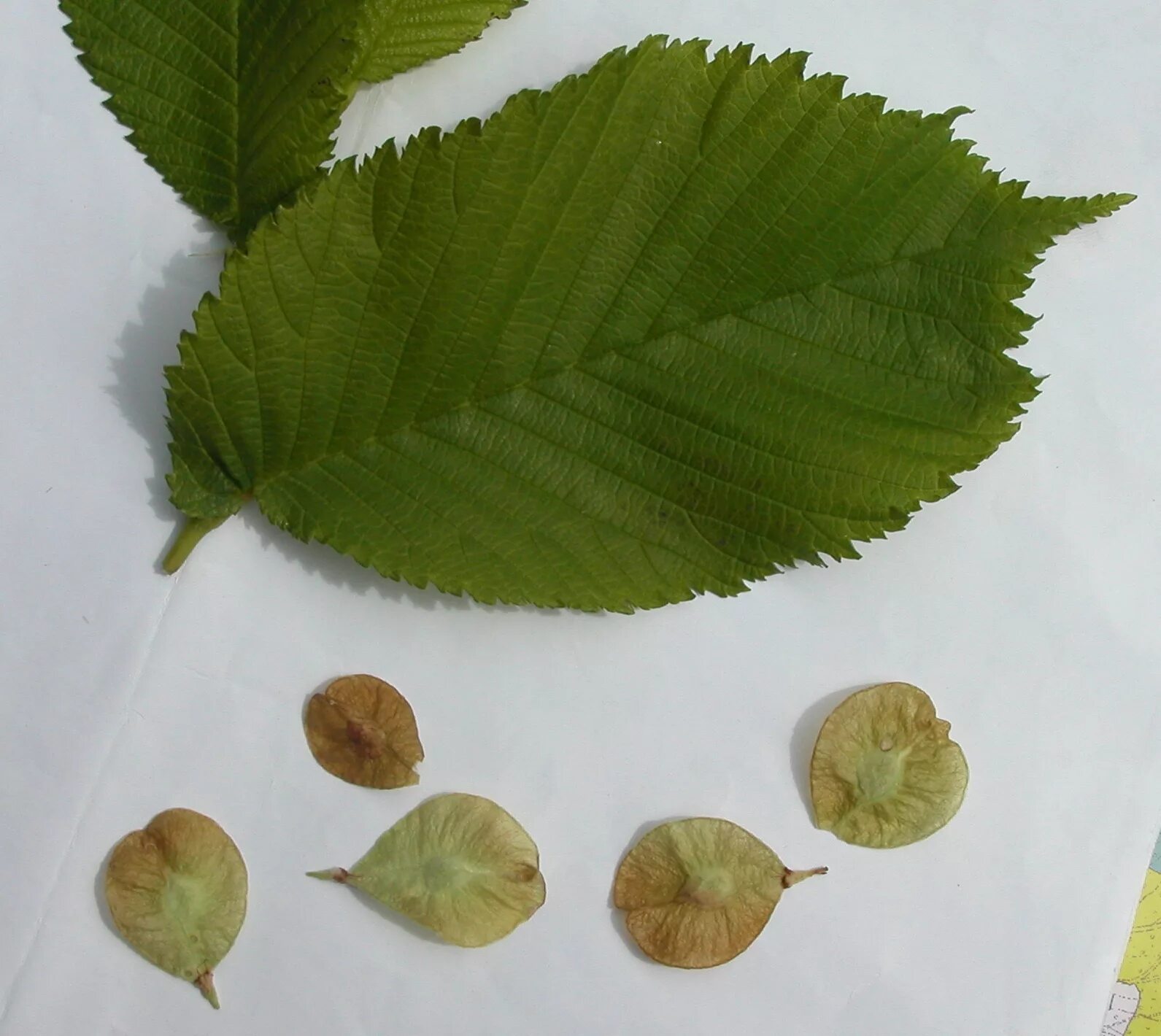 Форма листьев ольха. Вяз шершавый (Ulmus glabra). Вяз гладкий (Ulmus laevis). Ulmus pumila плод. Вяз мелколистный семена.