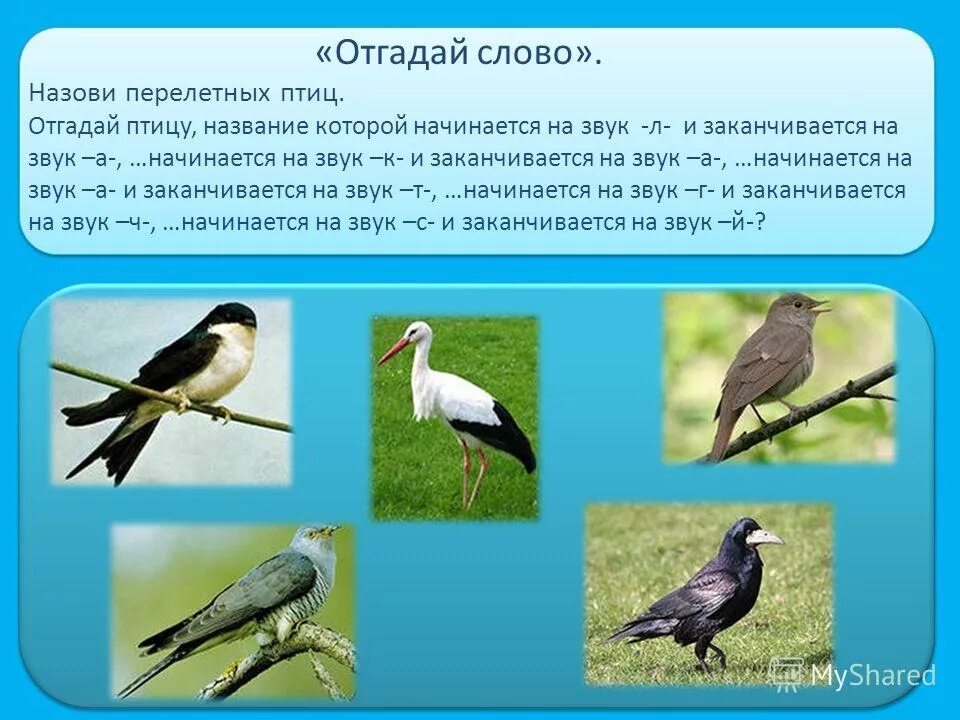 Какие перелетные птицы возвращаются весной. Перелетные птицы. Перелётные птицы названия. Назовите перелетных птиц. Перелетные птицы для дошкольников.