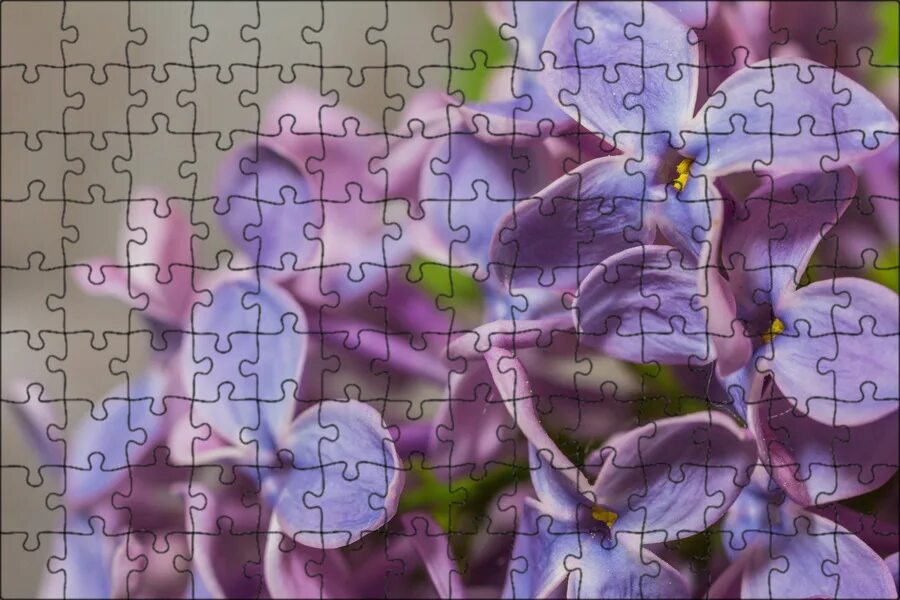 Сирень бургунди квин. Lilac фото. Сирень syringa vulgaris. Сирень фиолетовая. Lilac фото.