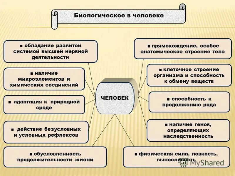 антропология направление исследований