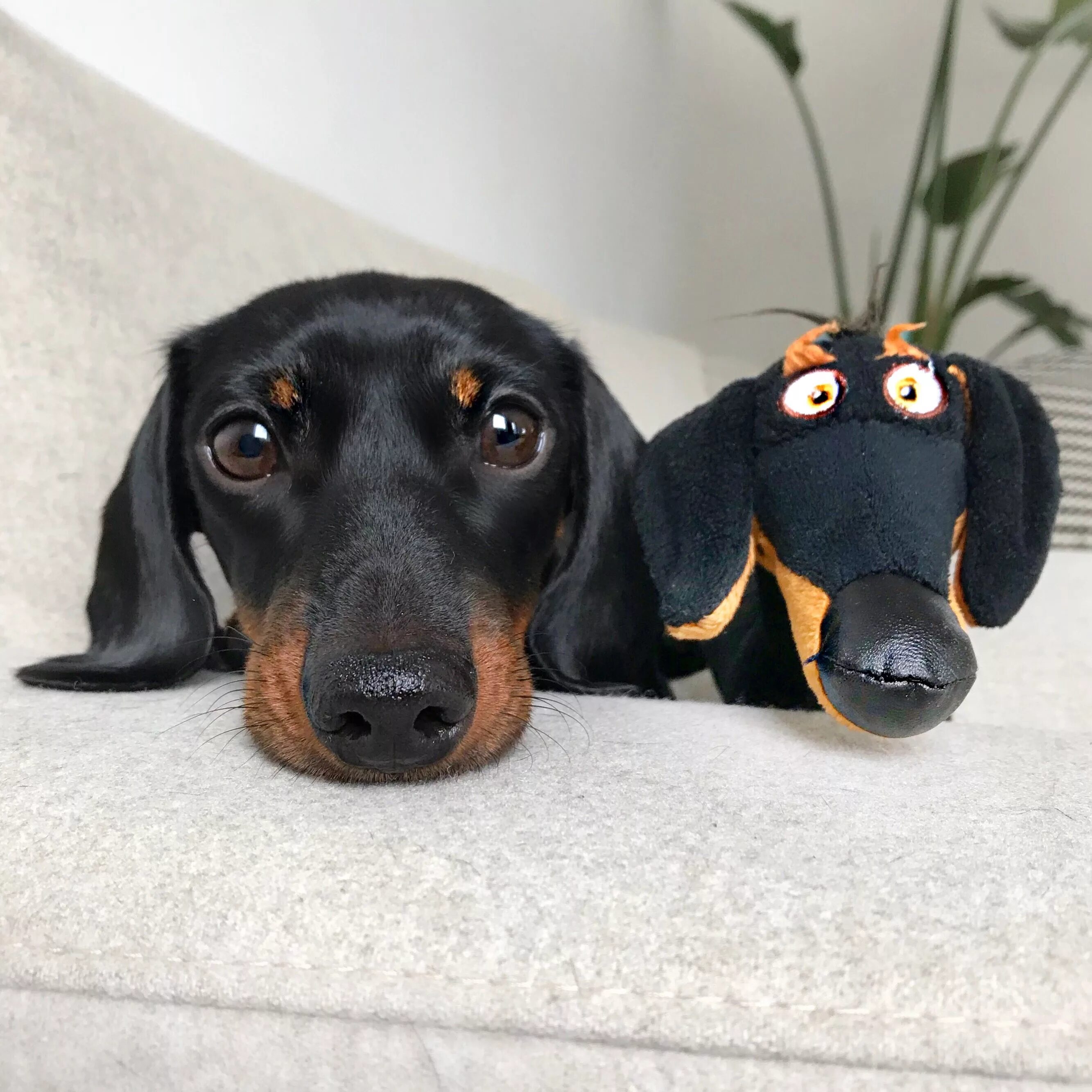 Крутая такса. Косоглазая такса. Веселая такса. Такса прикол. Картинки таксы прикольные.