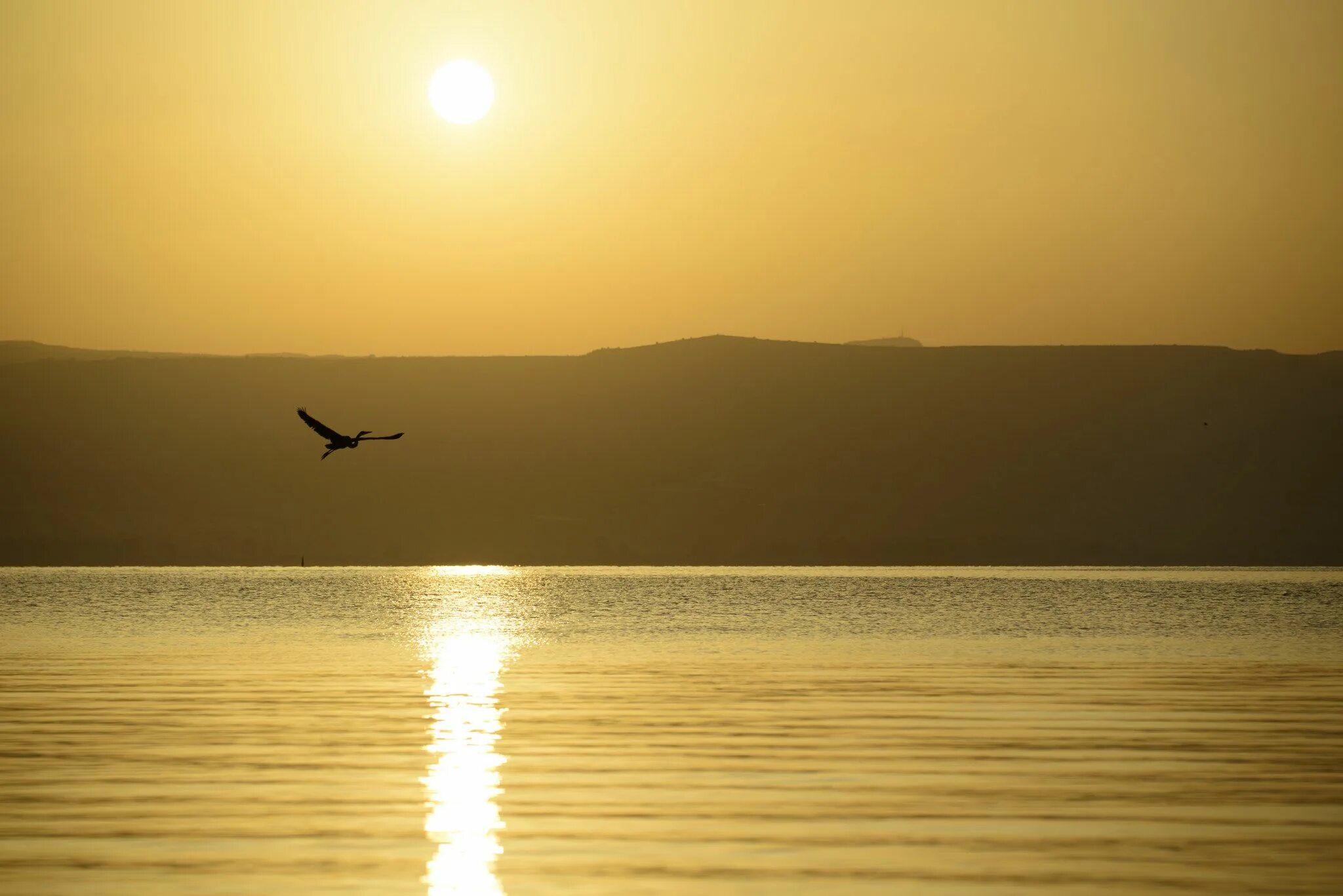 Sunrise bird. Закат солнца и птицы. Восход солнца птицы. Рассвет птицы в небе. Sunrise bird.