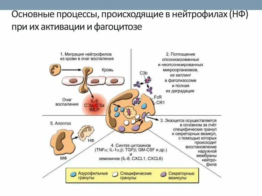 Основные процессы происходит в