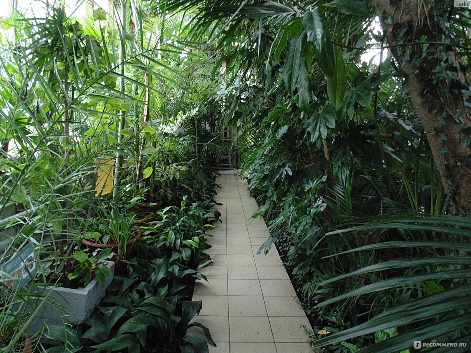 Оранжерея лонгвуд гарденс. Ботанический сад самара. Оранжерея ботанического сада в москве. Оранжерея ботанического сада куритибы бразилия. Оранжерея ботанический зимний сад.