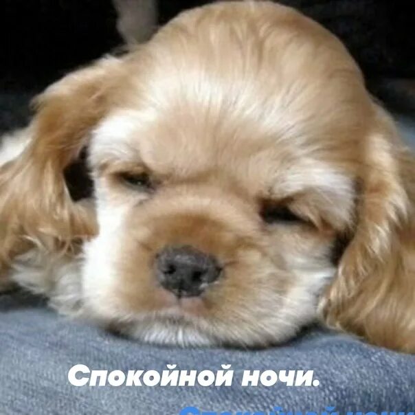 Померанский шпиц. Мимими щенки. Доброй ночи собачки. Мимими животные. Спокойной ночи щенок.