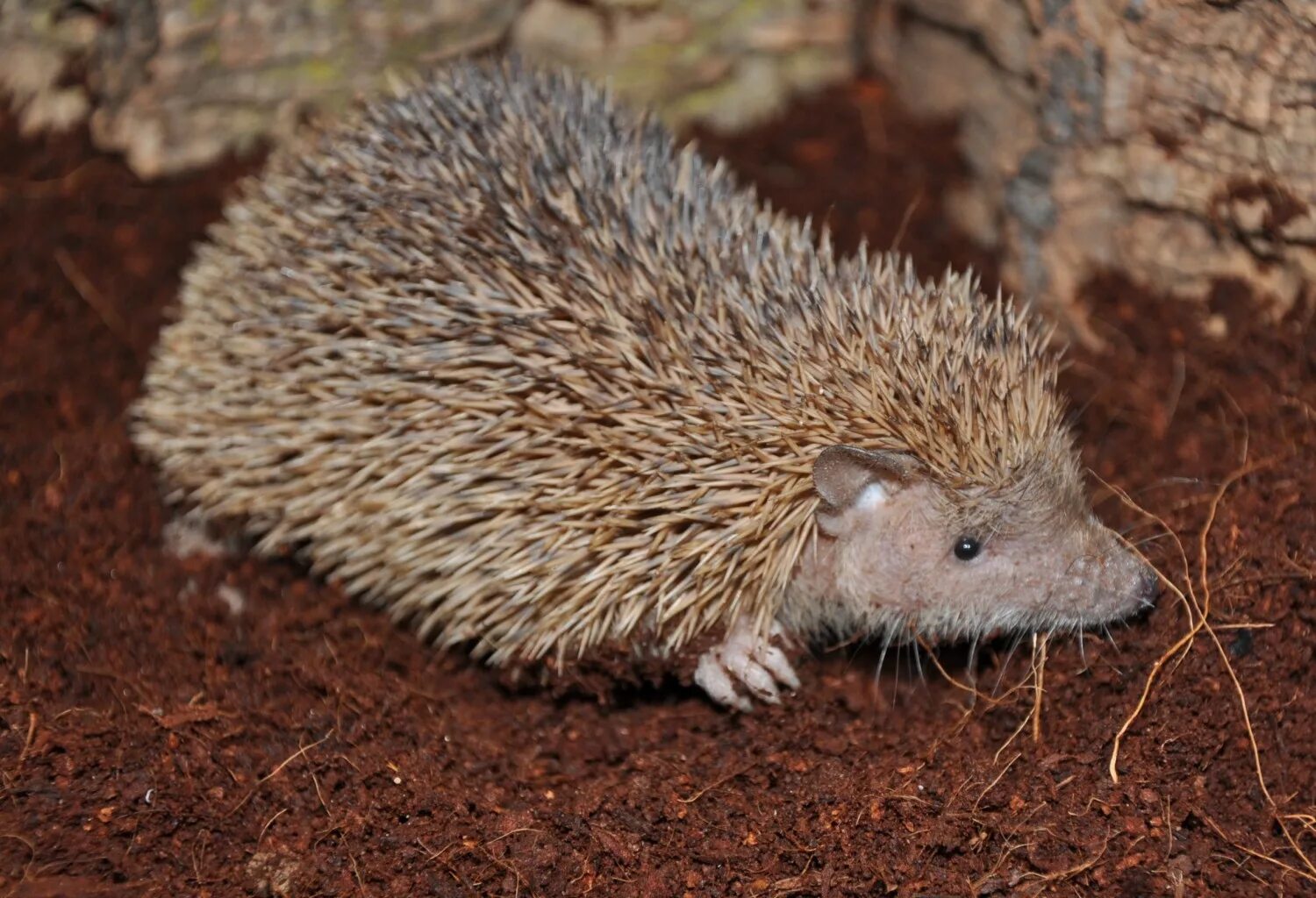 Европейский белобрюхий еж. Виды ежовых. Виды ежовых. Echinops telfairi. Echinops telfairi.
