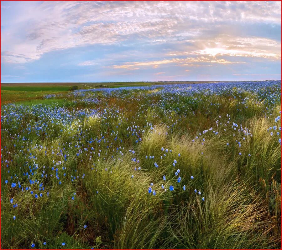 лето в степи. просторы крыловской степи. степная зона ростовской области. лазурная степь. чувашия степь луговая степь.