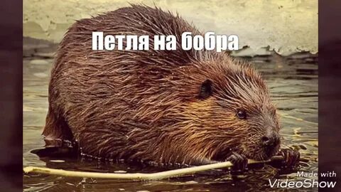 Покажи видео бобра