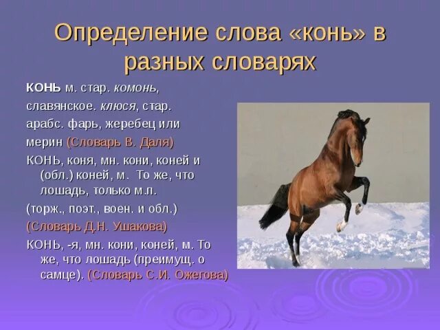 Значение лошадка. Предложение со словом конь. Конь слова. Предложение про лошадь. Предложение со словом лошадь.