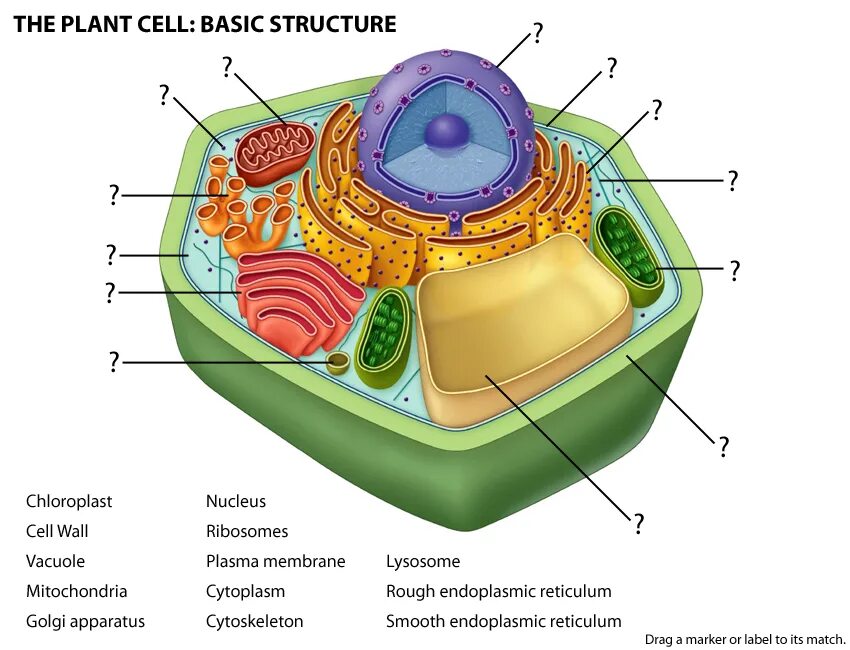Клетка Plant Cell. Строение клетки Plant Cell. Муляж Plant Cell structure bm064. Plant Cell структура
