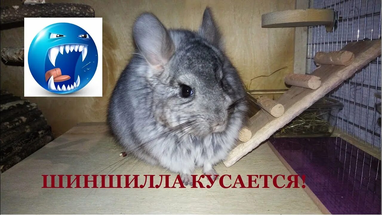 Шиншилла шуша. Кусачая шиншилла. Шиншилла покусала самца. Кусаются ли шиншиллы домашние. Шиншилла кусает шиншиллу.
