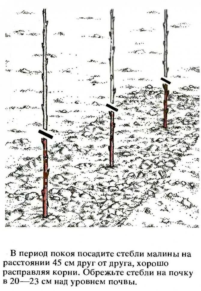 Малиновое дерево уход и выращивание и обрезка. Посадка ремонтантноц машины схема. Схема высадки малины. Малинник схема посадки. Схема посадки ремонтантной малины весной.
