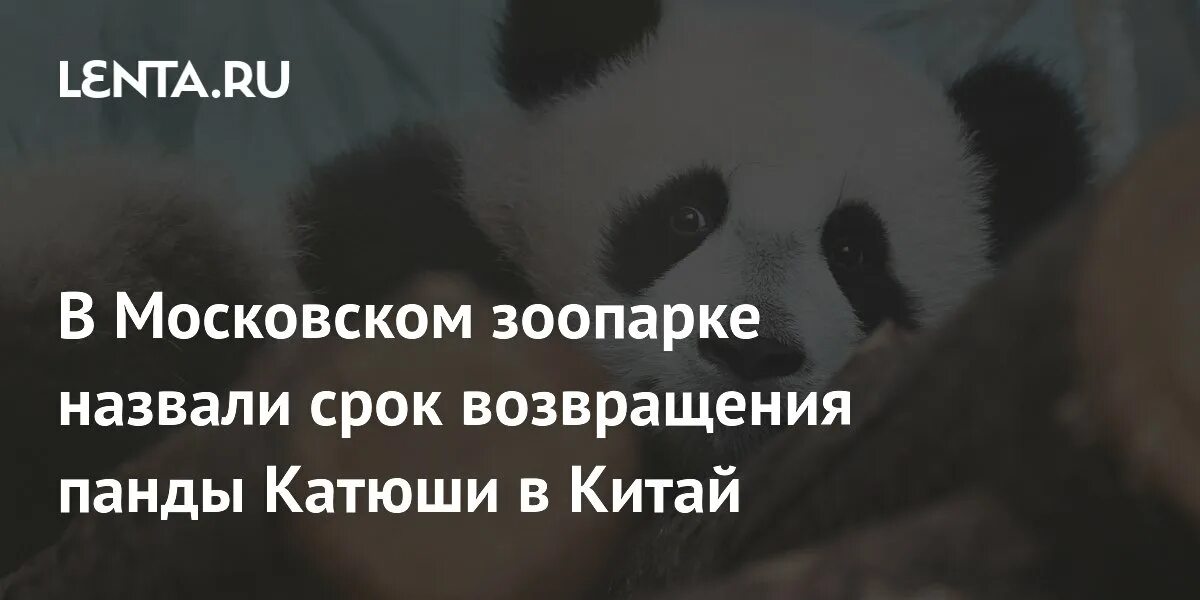 Почему панду катюшу отправят в китай. Почему панду катюшу отправят в китай. Почему панду катюшу отправят в китай. Почему панду катюшу отправят в китай. Показать панду катюшу.