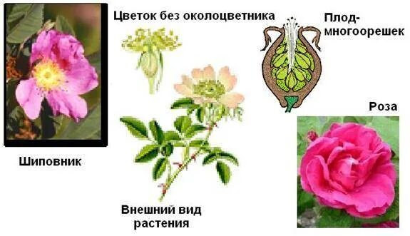 Диаграмма цветка капусты огородной. Шиповник околоцветник. Околоцветник шиповника. Цветы шиповника фото. Строение лепестков венчика.