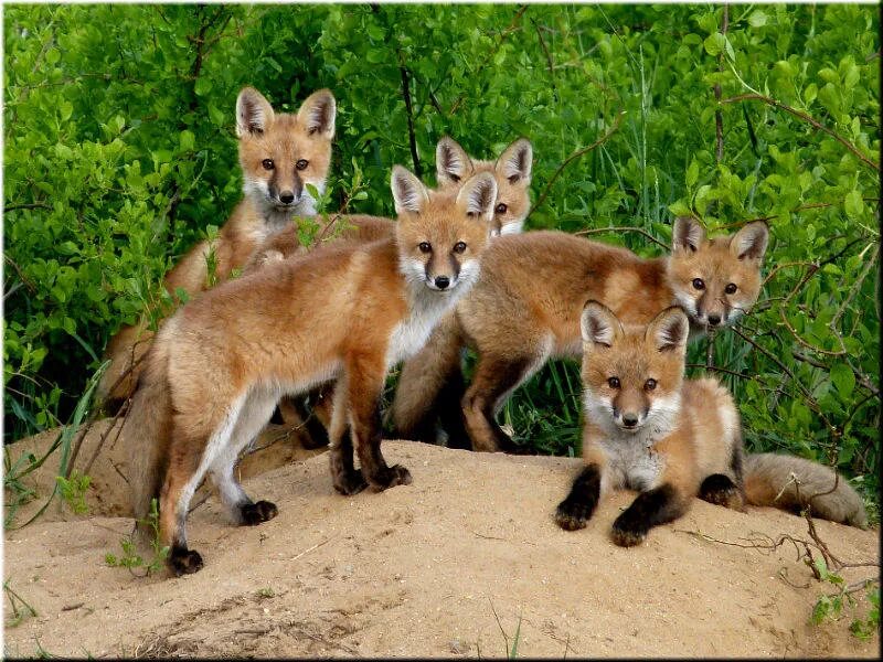 семьи лисиц. семья лисичек. лис лисица и лисенок. семьи лисиц. семьи лисиц.