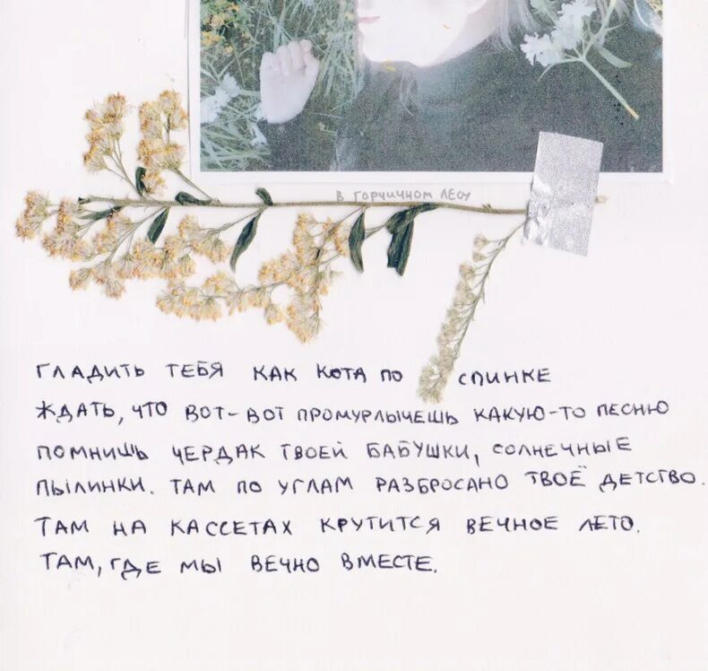 В горчичном лесу. В горчичном лесу цитаты. в горчичном лесу любовь. в горчичном лесу открытки.