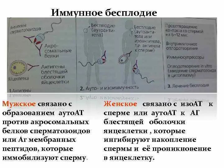 Иммунное бесплодие