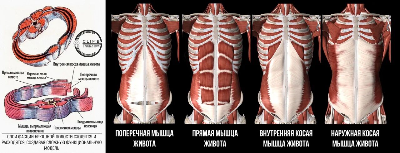 Сильные мышцы живота. Поперечная мышца живота анатомия функции. Поперечная м ы ЩЦА живота. Поперечная МГЦП Ж вота. Внутреннаякосая мышца живота.