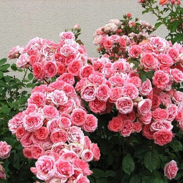 Розы флорибунда floribunda. Розы флорибунда floribunda. Розы флорибунда floribunda. Розы флорибунда floribunda. Розы флорибунда floribunda.