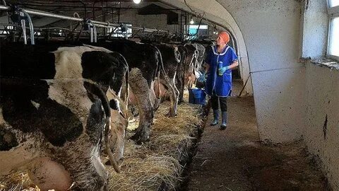 Рабочий день женщины на селе