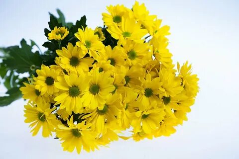 Хризантемы кустовы