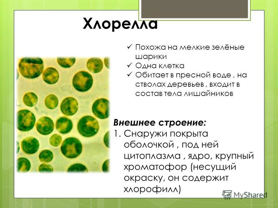 Строение хлореллы. Одноклеточная водоросль хлорелла. Хлорелла водоросль строение. Хлорелла биология 5 класс. Функция цитоплазмы у хлореллы.