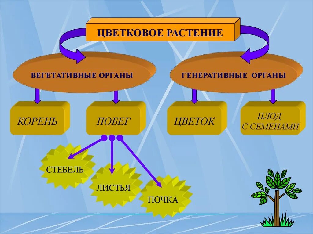 Представители вегетативного