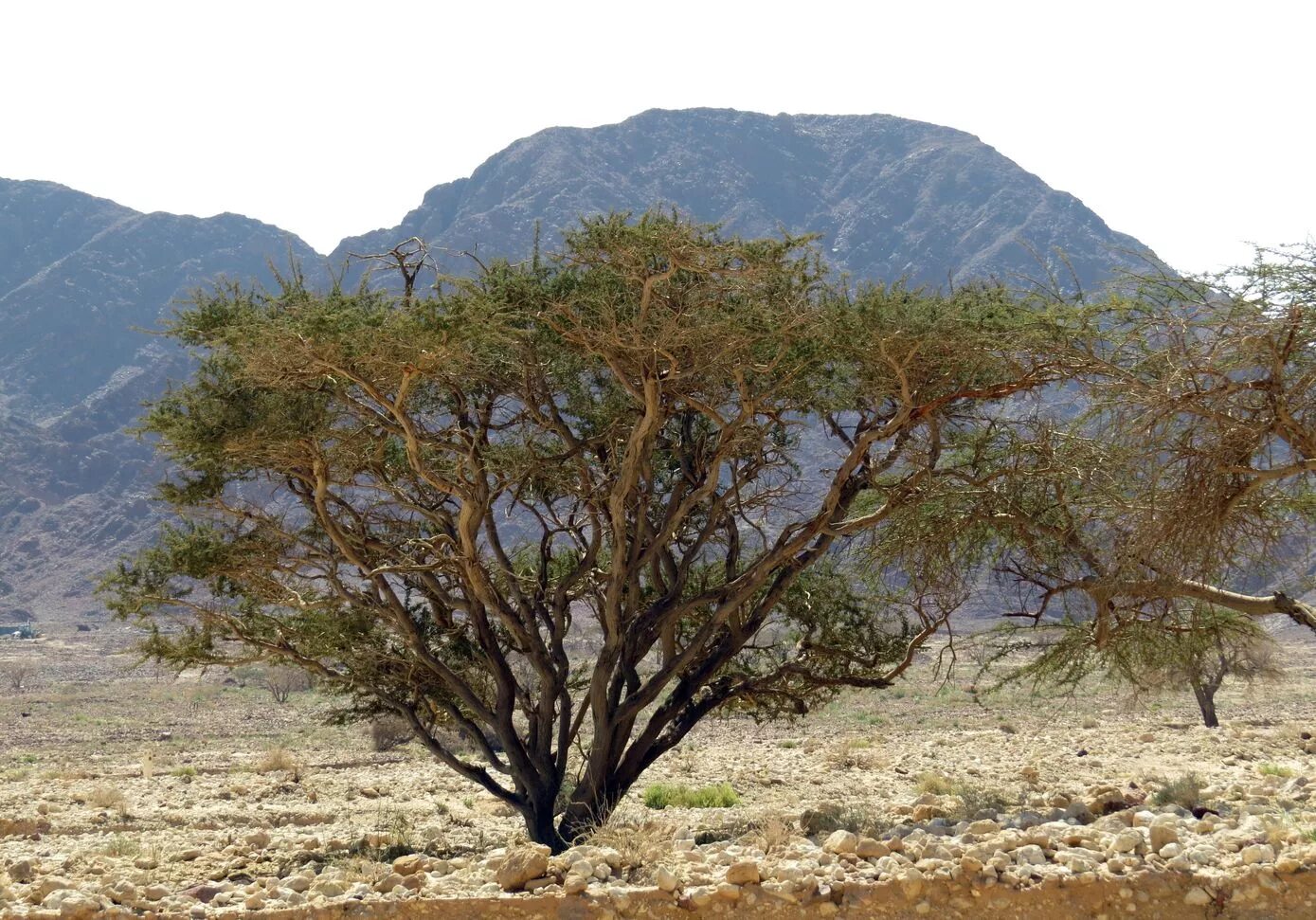 Акация кручёная (Acacia tortilis). Нильская Акация в Египте. Vachellia tortilis. Акация Алжир.