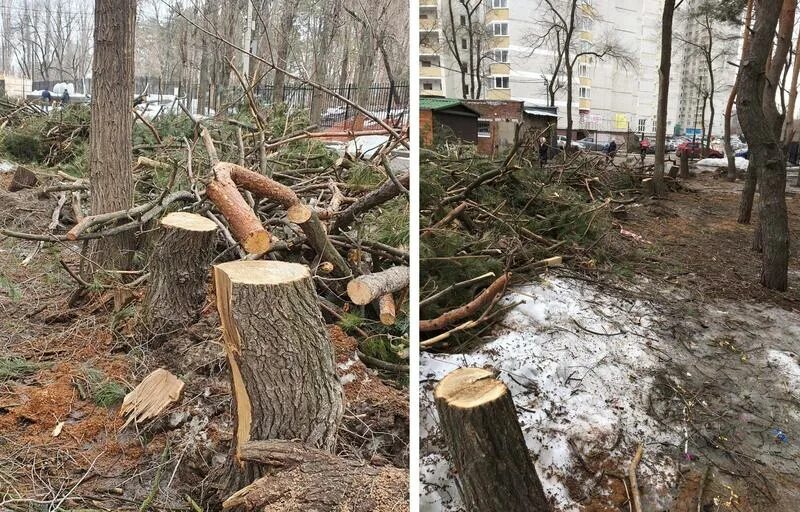 Спил деревьев на частной территории. Вырубка деревьев. рубка деревьев в парке. вырубают деревья в парка. срубленные деревья в парке.
