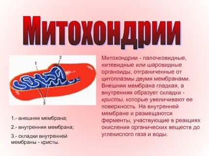 Митохондрия 2 мембраны