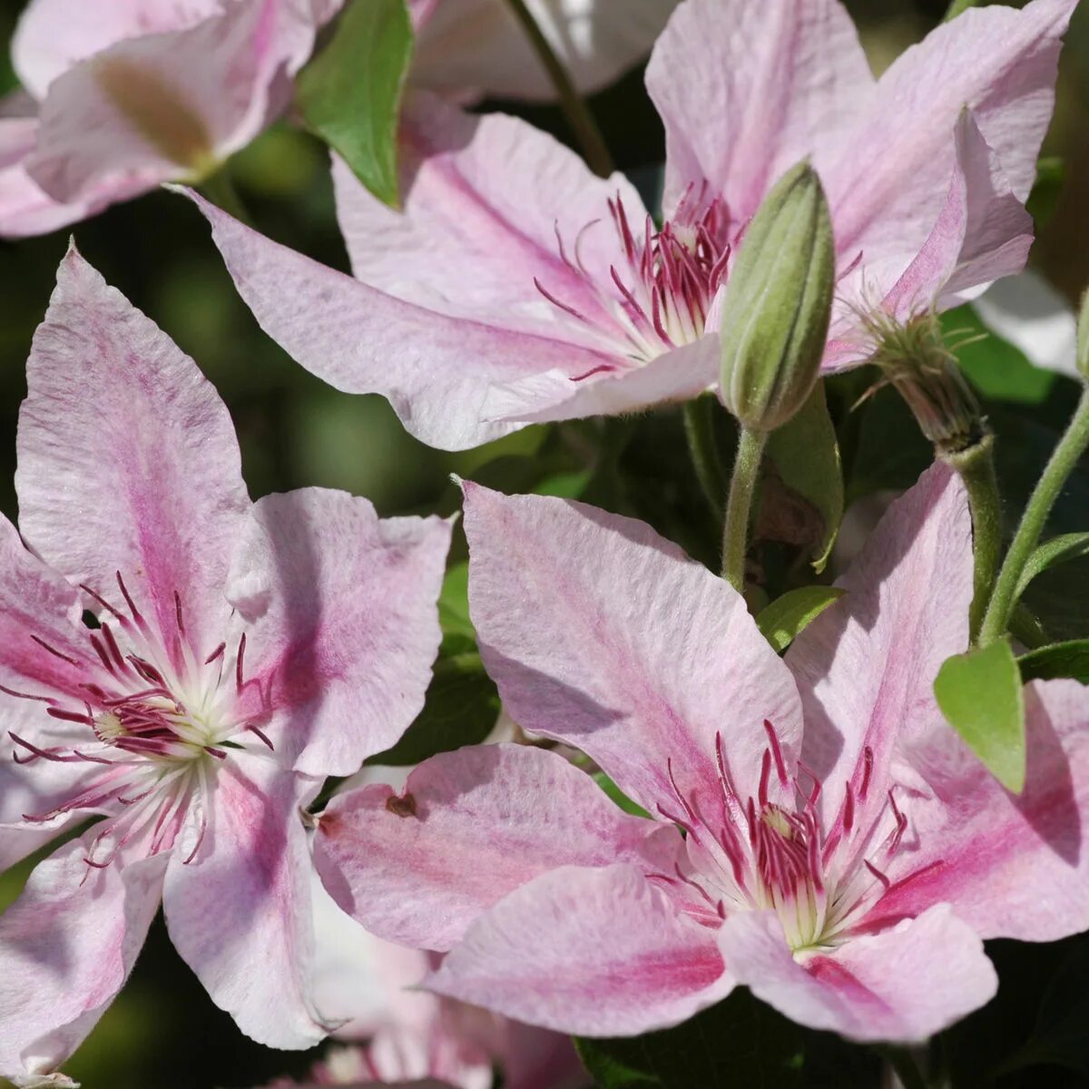 Абанденс клематис. Клематис "пинк фэнтези", clematis "pink fantasy". Клематис пинк бьюти. Клематис пинк фэнтези. Клематис пинк.