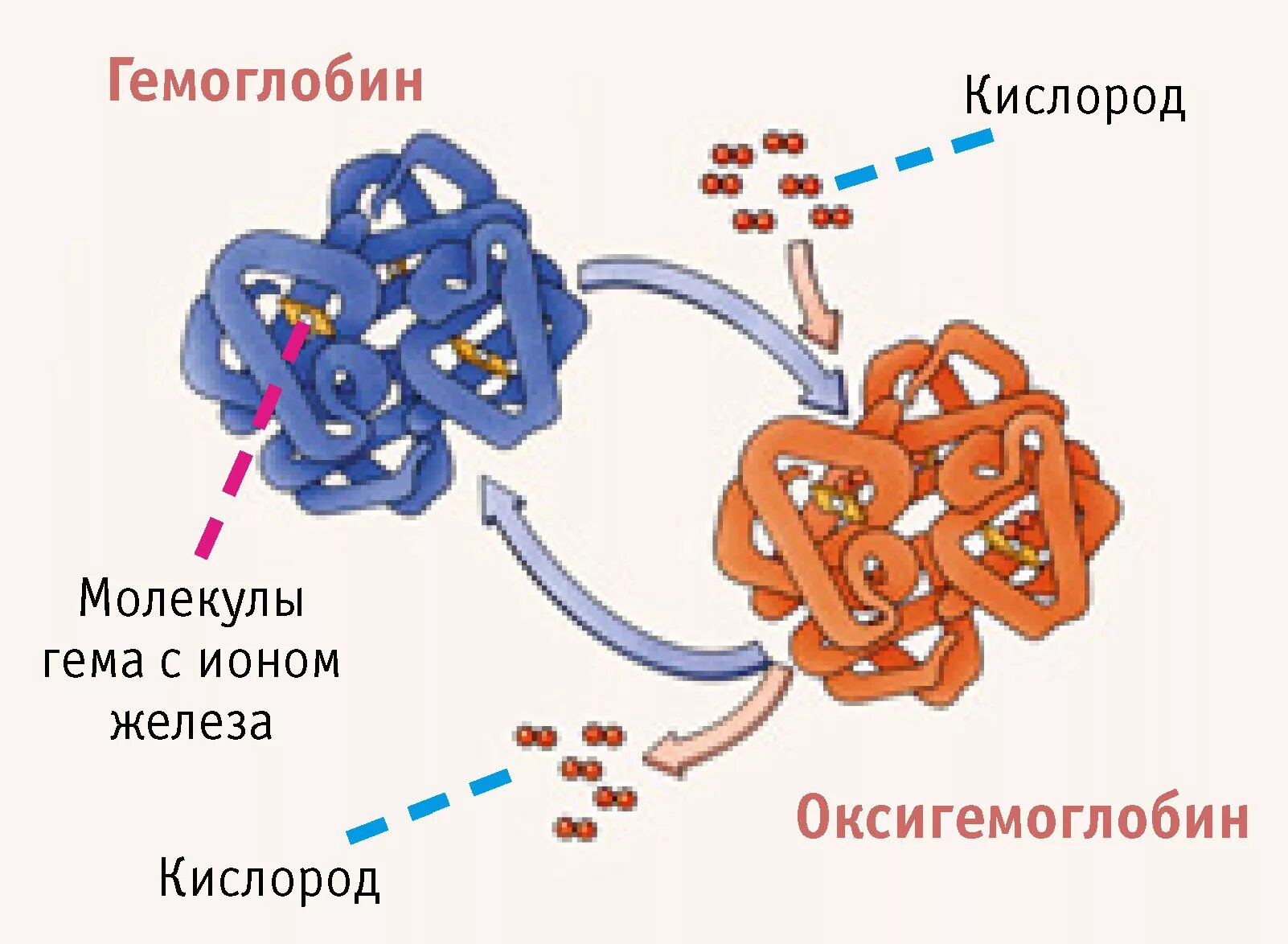 Гемоглобин и со2. Соединения гемоглобина схема. схема строения оксигемоглобина. перенос кислорода гемоглобином схема. схема молекулы гемоглобина.