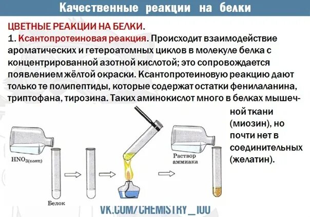 Качественная реакция на белки ксантопротеиновая реакция. Качественные реакции на белки химия. Цветные качественные реакции на белки. Качественные реакции на белки цветные реакции.