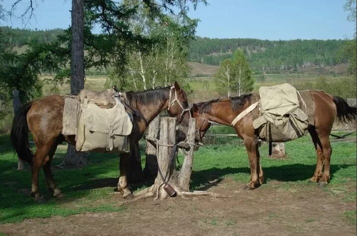 Сума со. Алтайская вьючная лошадь. Верхово вьючные лошади. Вьючные мешки. Сумины для лошади.