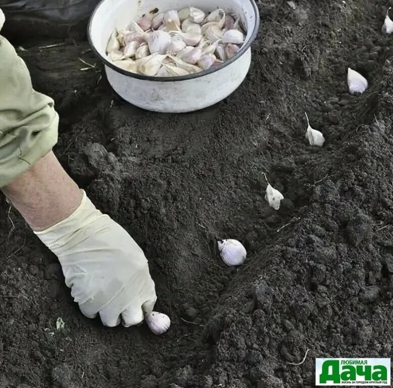 Можно ли посадить чеснок в апреле. Можно ли посадить чеснок в апреле