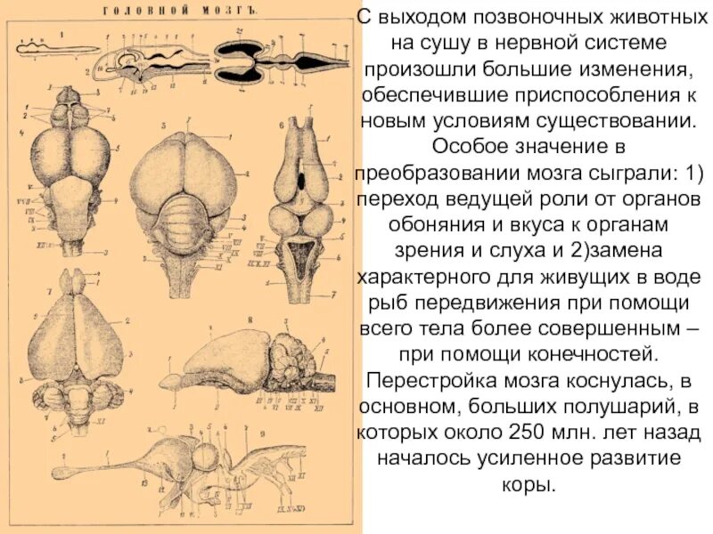 Освоение позвоночными животными суши. Нервная система позвоночных животных. Головной мозг позвоночных животных. Эволюция нервной системы позвоночных. Эволюция нервной системы головной мозг.