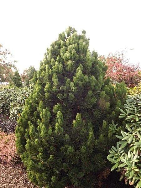 Pinus heldreichii. Сосна гельдрейха малинки. сосна белокорая компакт джем. pinus heldreichii (сосна гельдрейха) &#039;satellit&#039;. сосна гельдрейха ден оуден.