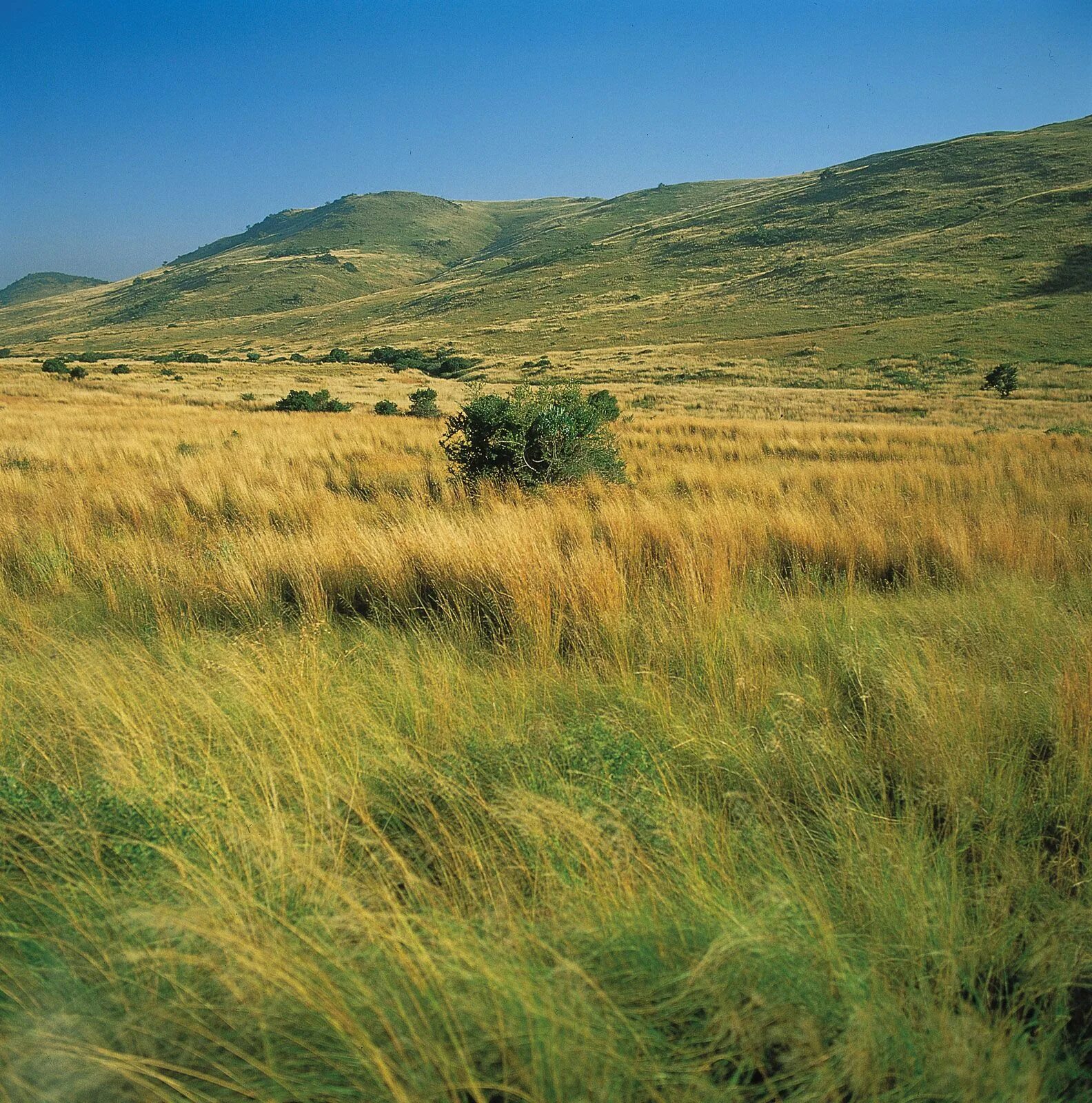 Grasslands are known by